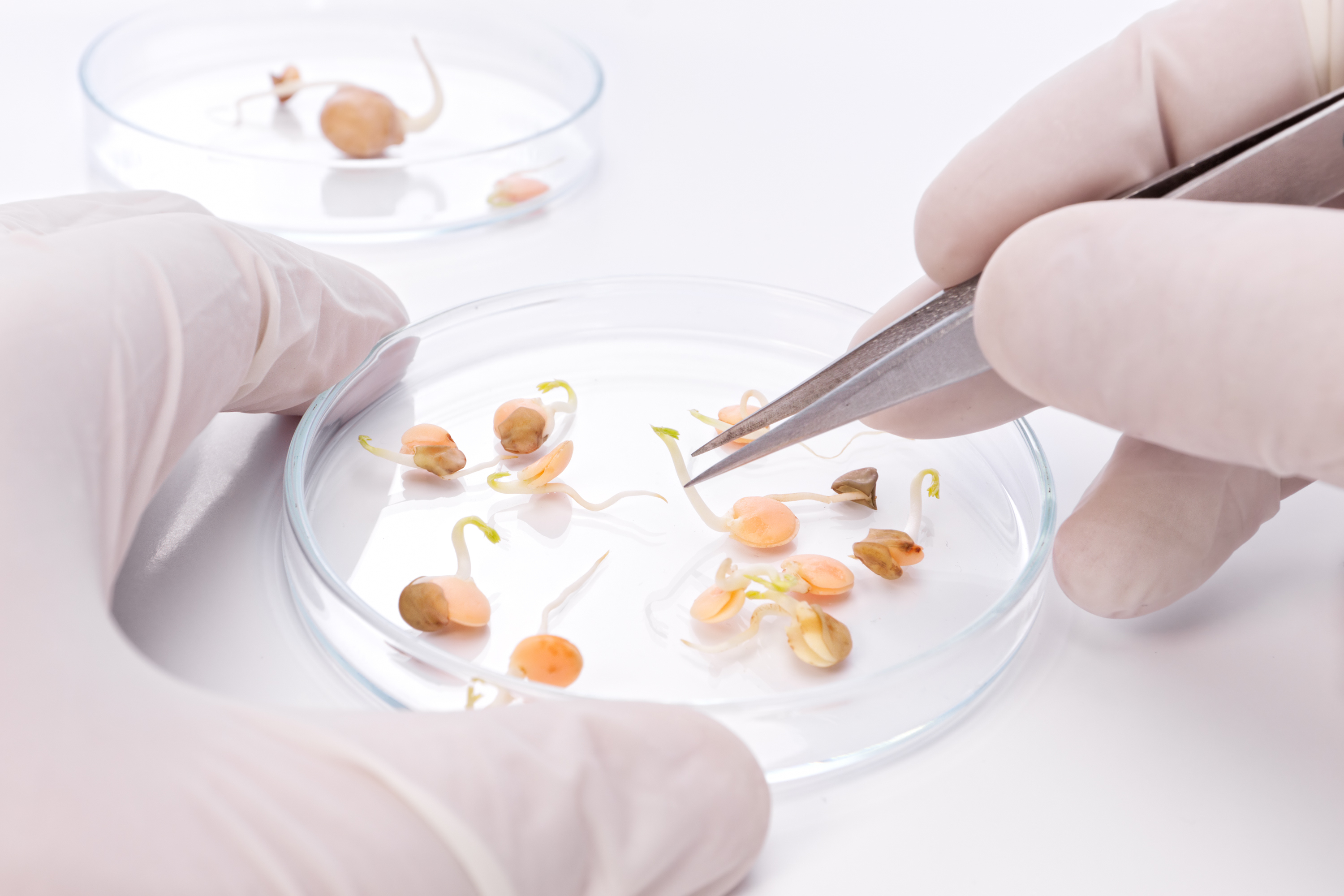 Seeds in a Petri dish